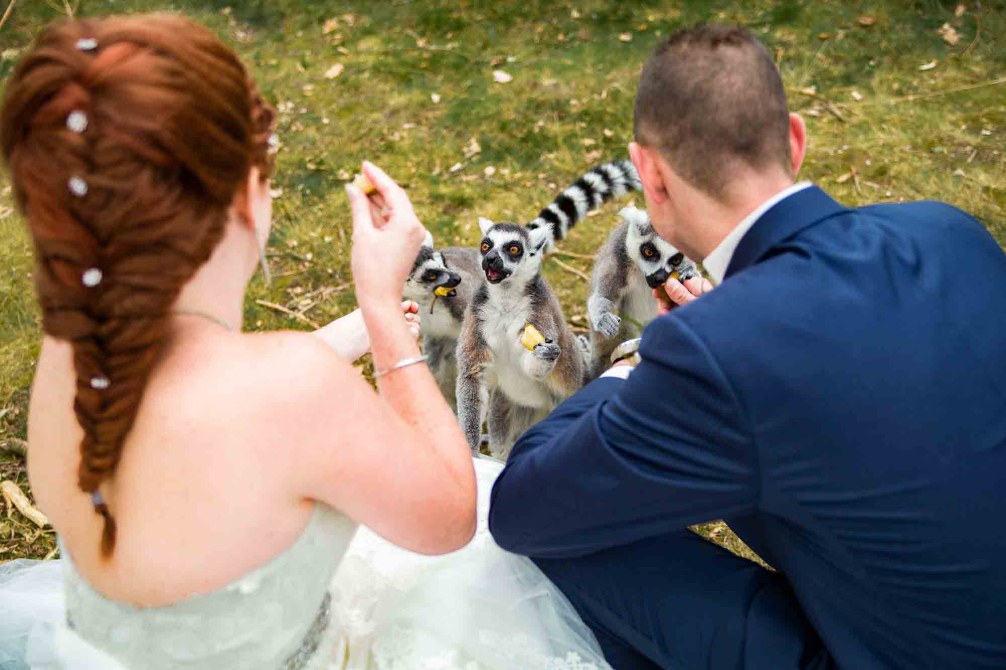 Trouwreportage bij Safaripark de Beekse Bergen in Hilvarenbeek met bruid en bruidegom tussen de dieren zoals een giraf en aapjes