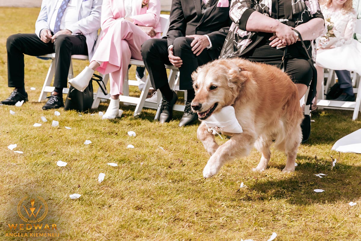 Bruiloftreportage Angela Kiemeneij hond brengt de ringen naar het bruidspaar in Oirschot bij Komaen