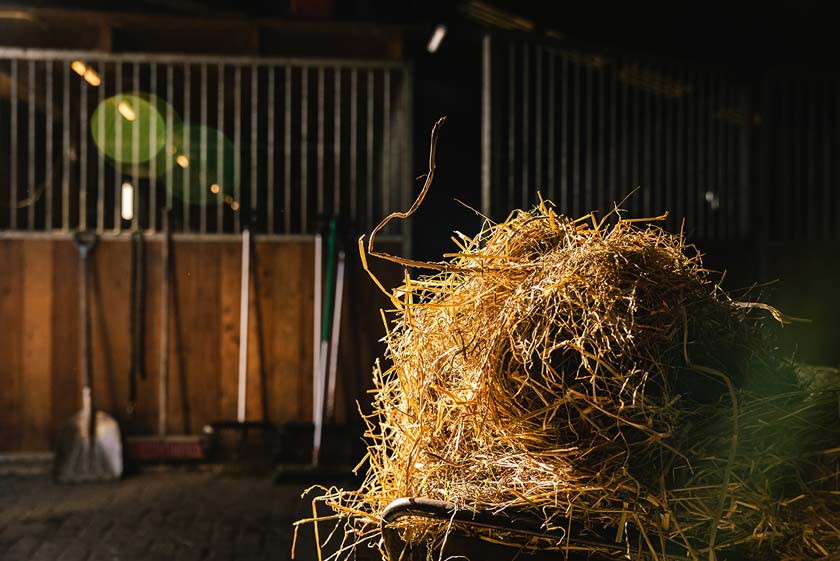 Fotoshoot met je paard bij je thuis of manege. Samen op de foto met je paard. Door Angela Kiemeneij Fotografie.