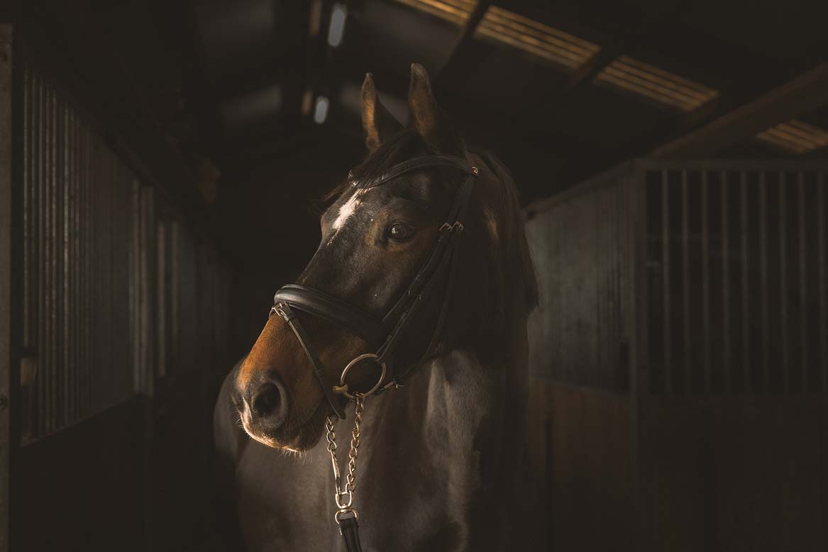 Fotoshoot met je paard bij je thuis of manege. Samen op de foto met je paard. Door Angela Kiemeneij Fotografie.