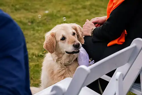 Trouwen-bij-Komaen-Oirschot-Hond-Paard-77 Angela-Kiemeneij-Fotografiespontaan-kleurrijk Spontane trouwreportage bij Komaen in Oirschot door Angela Kiemeneij Fotografie